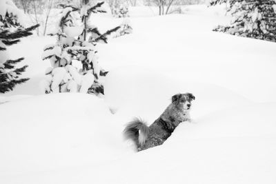 High angle view of snow on tree during winter