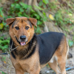 Portrait of dog standing on land