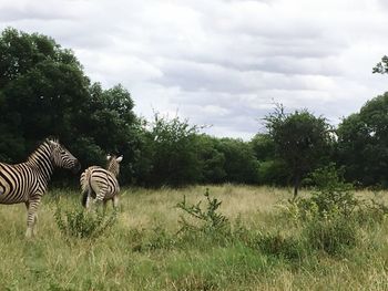 Zebras on landscape against sky