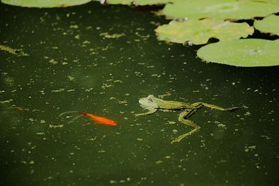 High angle view of fish and frog swimming in lake