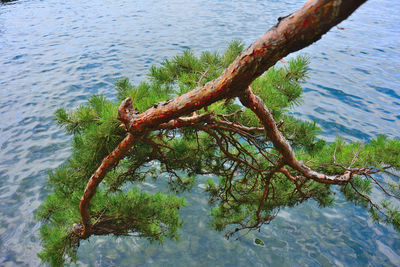 Close-up of lizard on tree by lake