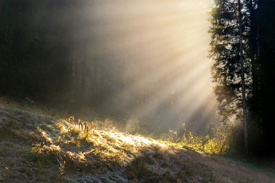 Sunlight streaming through trees in forest