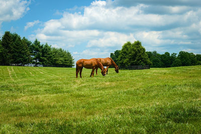Horses grazing on a kentucky horse farm.