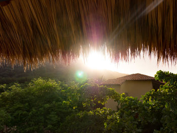 Sun shining through trees