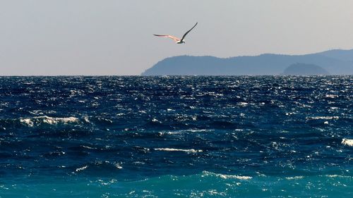 View of birds flying over sea