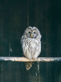 Portrait of owl perching on wood