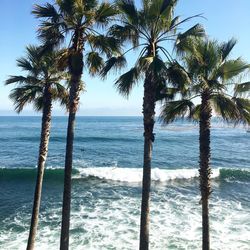 Palm trees on beach against clear sky