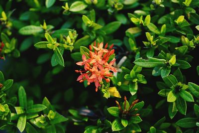 Close-up of orange flowering plant