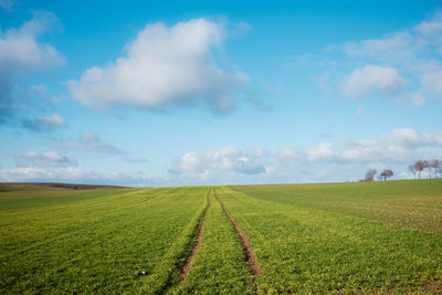 Scenic view of agricultural field against sky