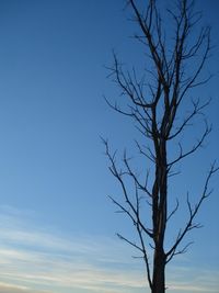 Low angle view of bare tree against blue sky