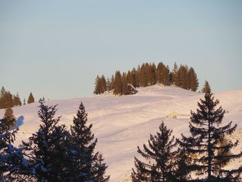 Pine trees on snowcapped mountain against sky