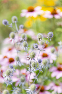 Flowers, close-up