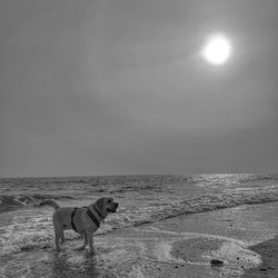 Dog on beach against the sky