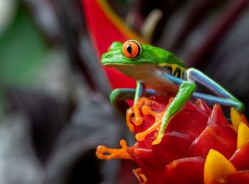 Close-up of frog on red flower