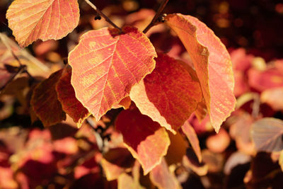 Close-up of orange leaves on plant