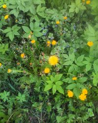 Close-up of yellow flowers blooming outdoors