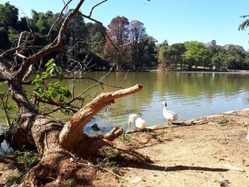 Swan on lake by trees