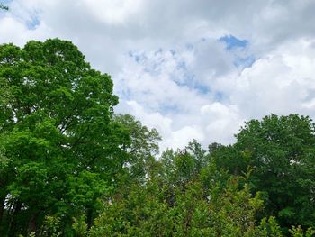 Low angle view of trees against sky