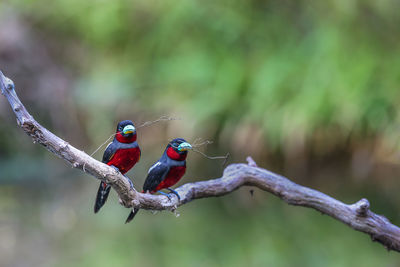 Close-up of bird perching on branch