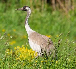 Close-up of a bird on field