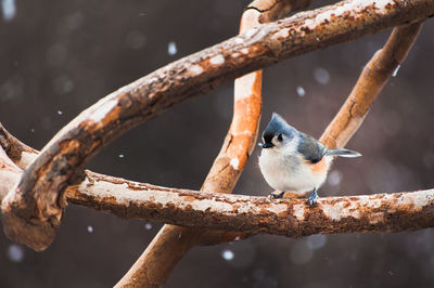 Close-up of a tufted titmouse perching on branch