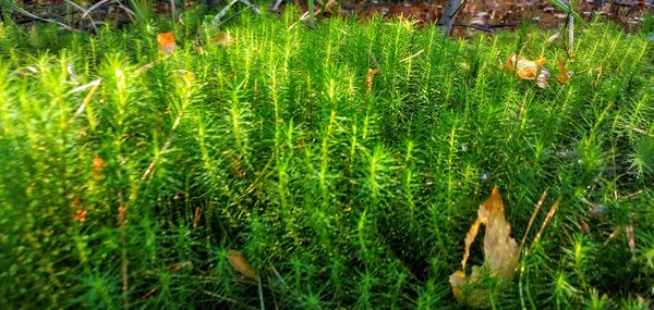 Full frame shot of grass on field