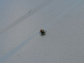 Close-up of insect on wall