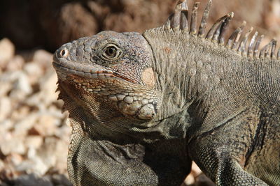 Close-up of lizard