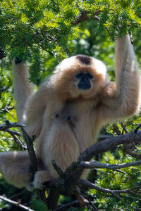 Portrait of sheep sitting on tree