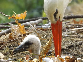 Stork with young bird on field