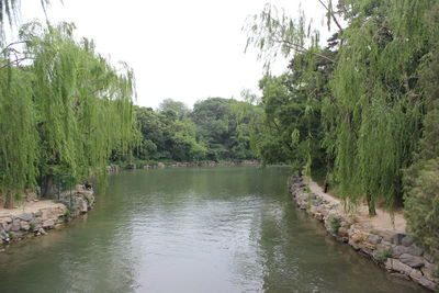 Scenic view of river in forest against clear sky