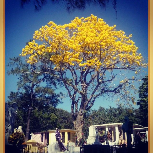 tree, built structure, building exterior, yellow, architecture, growth, clear sky, branch, flower, nature, low angle view, house, sunlight, men, day, outdoors, sky, beauty in nature, lifestyles