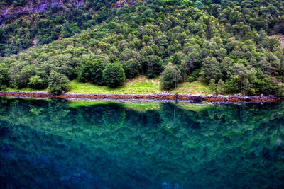 Scenic view of river in forest