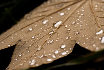 Close-up of raindrops on leaves