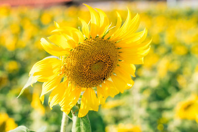 Close-up of yellow sunflower on field