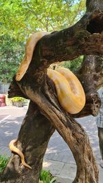 Close-up of tree trunk