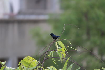 Close-up of bird perching on leaf
