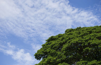 Low angle view of tree against sky
