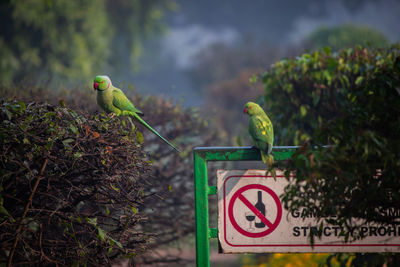 View of birds perching on plant