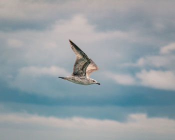 Seagull flying over the sea