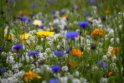 Close-up of purple flowering plants on field / meadow 