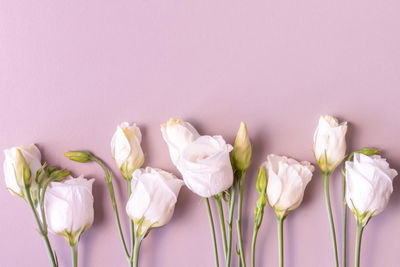 Close-up of pink roses against white background