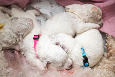 domestic animals