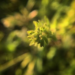 Close-up of yellow flower