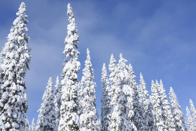 Low angle view of trees against sky