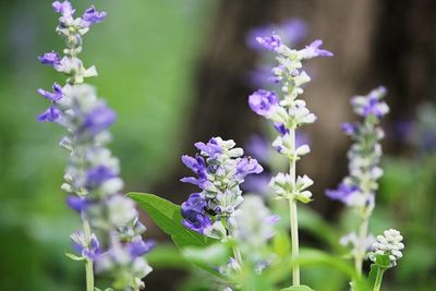 Close-up of purple flowering plant