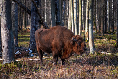 Horse standing in forest