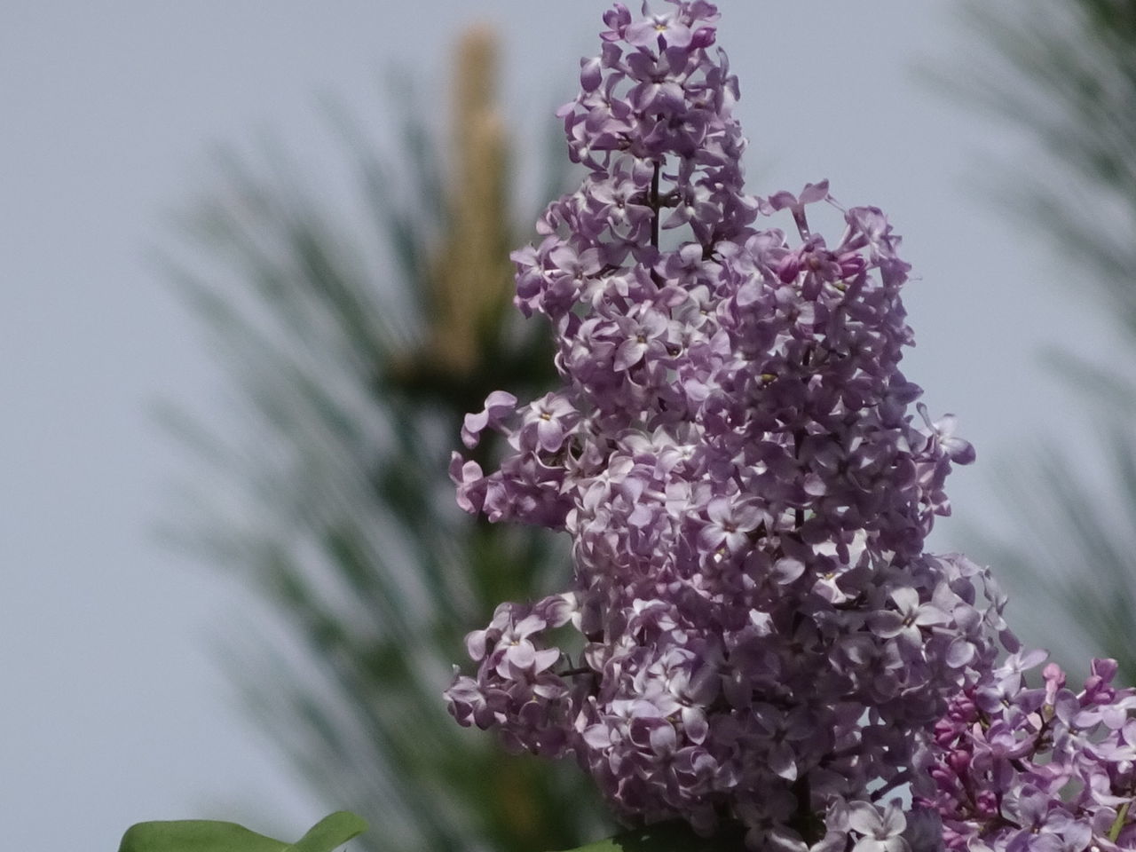 flower, freshness, growth, fragility, beauty in nature, petal, nature, focus on foreground, close-up, purple, pink color, plant, blooming, flower head, in bloom, blossom, springtime, bunch of flowers, selective focus, botany