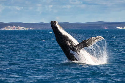 Whale in sea