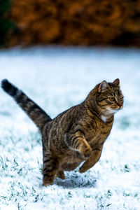 Cat jumping in snowy gras